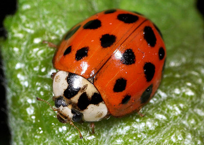 Harlequin - Ladybirds species | CHIAMAIAS JISHEBI | ჭიამაიას ჯიშები